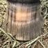 Building a Strong Hoof from the Inside Out